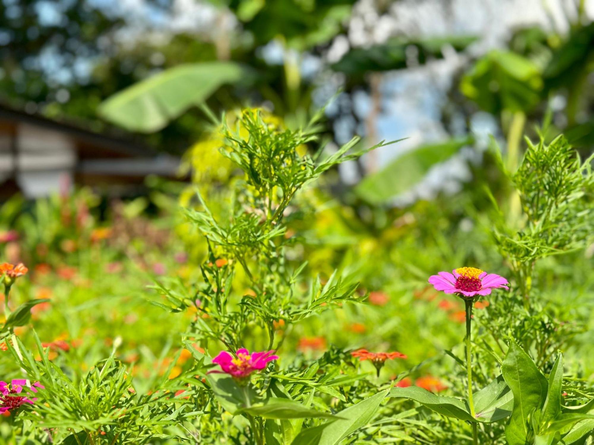 Almendros Eco-Villas La Fortuna Bagian luar foto